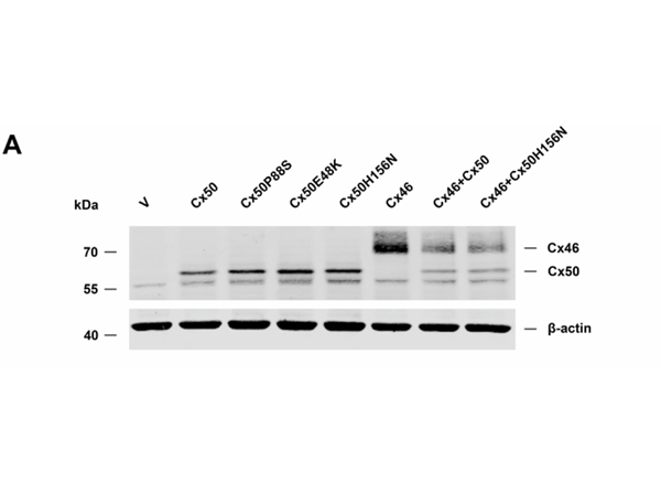Western Blot using FLAG