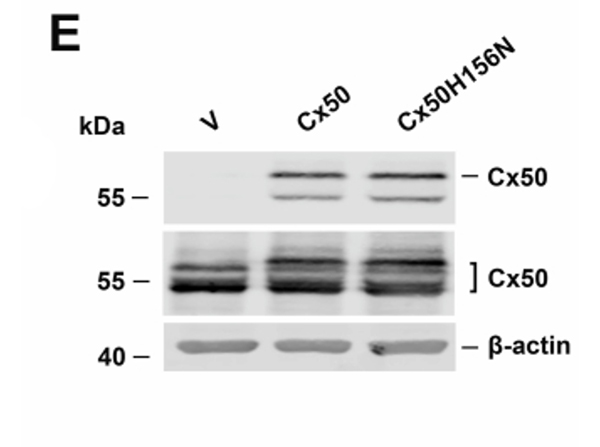 Western Blot using FLAG