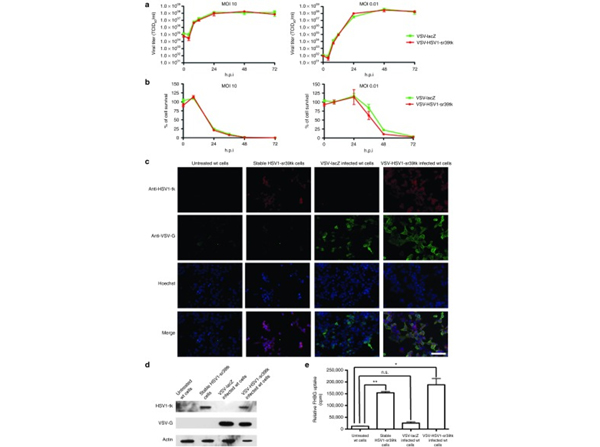 Immunofluorescence using VSV-G