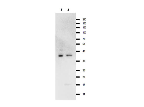 Western Blot of Rabbit Anti-Mcl-1 antibody