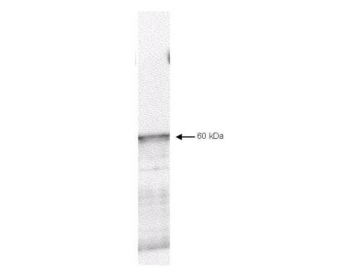 Anti-PDK-1 Antibody - Western Blot