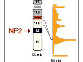 The NF2 gene mapping to chromosome 22.