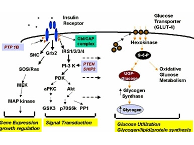 Diagram of glycogen synthase as a component of insulin signal transduction pathways.