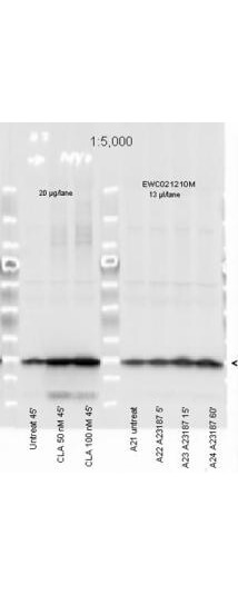 Anti-Myosin pS19/pS20 Antibody - Western Blot