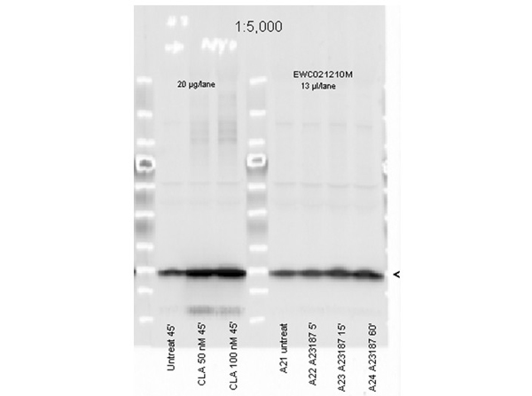 Anti-Myosin pS19/pS20 Antibody - Western Blot