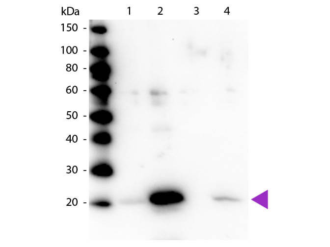WB - Myosin phospho S19/phospho S20 Antibody