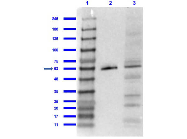 PPAR Gamma 1 + 2 Antibody