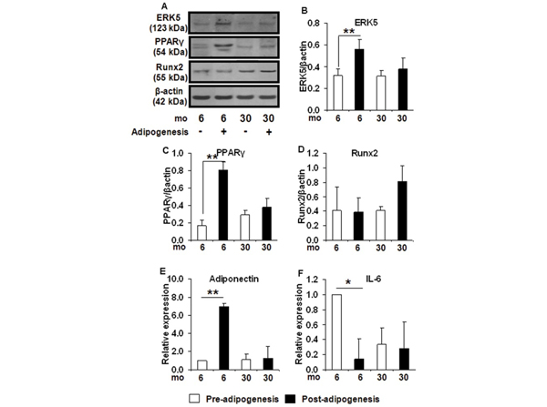 Western Blot using PPAR gamma