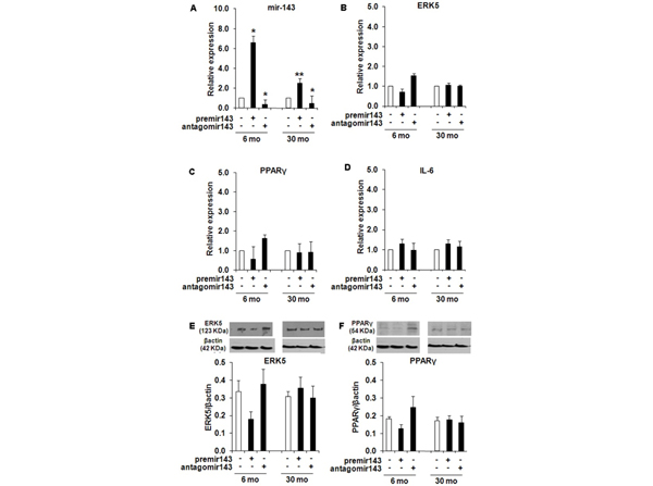 Western Blot using PPAR gamma