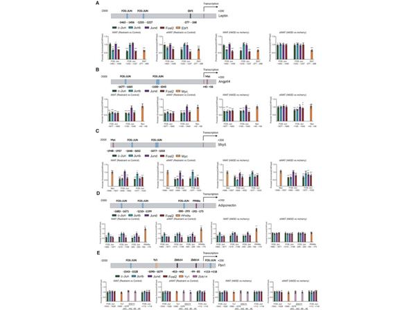 ChIP using PPAR alpha