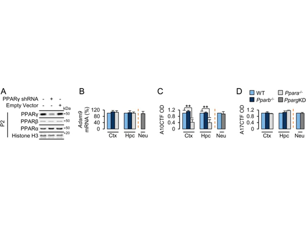 Western Blot using PPAR alpha