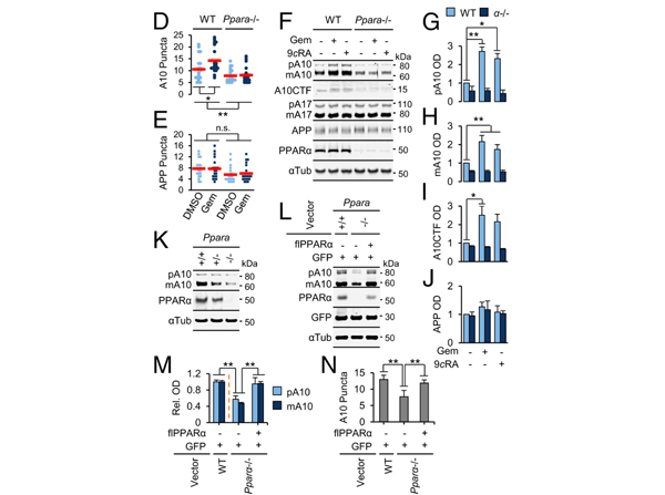 Western Blot using PPAR alpha