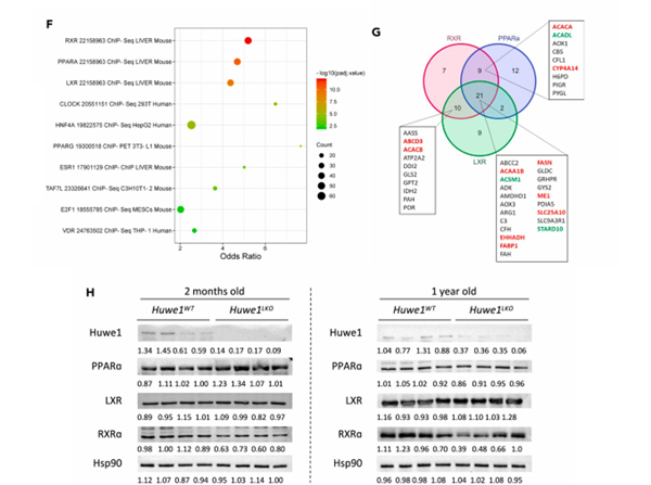Western Blot using PPAR alpha