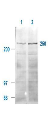 Anti-mTOR pS2448 Antibody - Western Blot