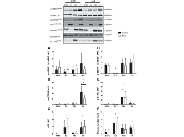 Western Blot using mTOR pS2448