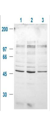 Anti-GSK3B pS9 Antibody - Western Blot