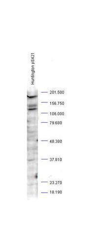 Anti-Huntingtin pS421 Antibody - Western Blot