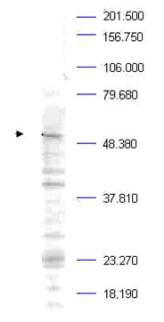 Anti-Plk-1 pT210 Antibody - Western Blot