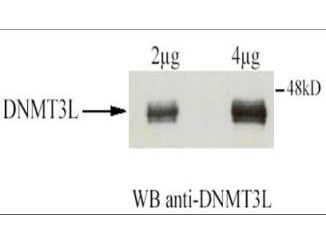 Anti-DNMT3L Antibody - Western Blot