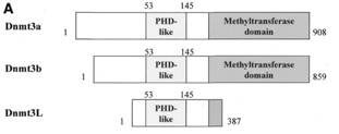 Schematic representation of the Dnmt3 family members.