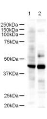 Anti-LDB2 Antibody - Western Blot