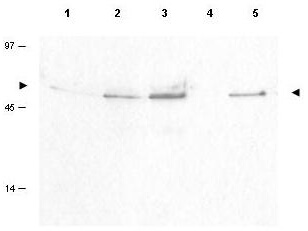 Anti-Cyclin B1 pS126 Antibody - Western Blot