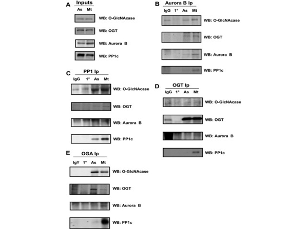Western Blot using Aurora B