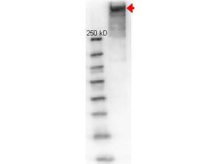 Anti KLH Polyclonal Antibody - Western blot