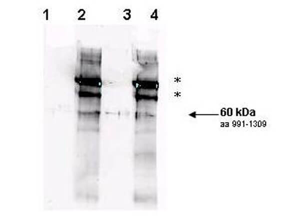 Anti-Rad9 Antibody- Western Blot