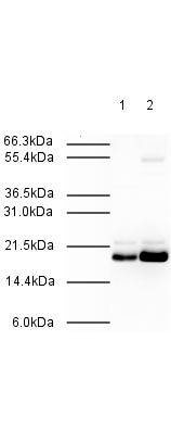 Anti-MAD2L2 Antibody - Western Blot