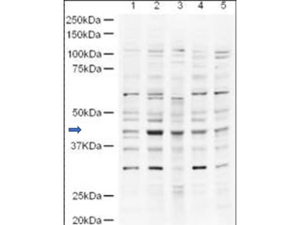 Anti-UBP43 Antibody - Western Blot