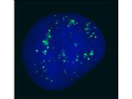 Anti-hPC2  Antibody - Immunofluorescence Microscopy
