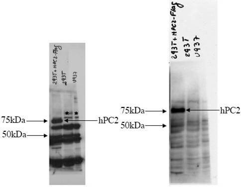 Anti-hPC2 Antibody - Western Blot