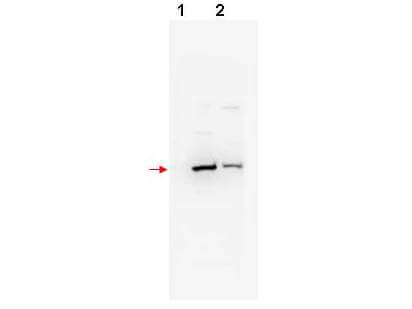 Anti-bTrCP2 Antibody - Western Blot