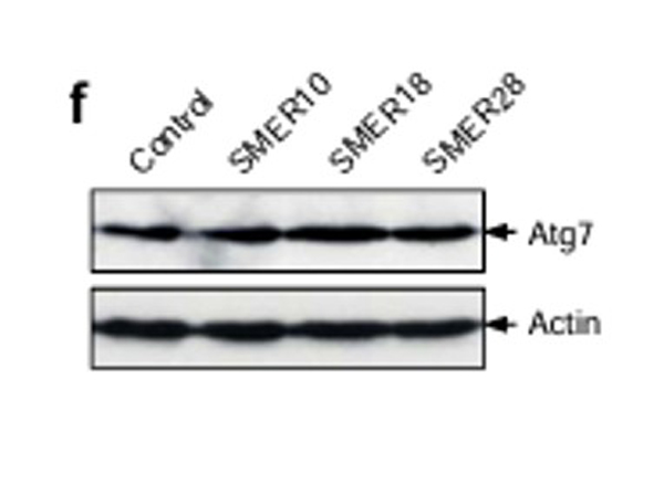 Western Blot using APG7