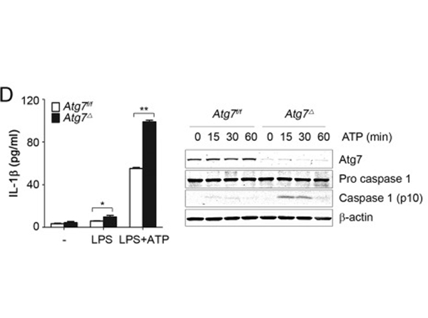 Western Blot using APG7