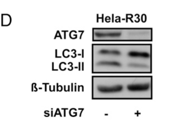 Western Blot using APG7