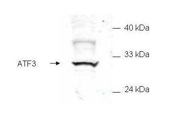 Western Blot of Anti-ATF3 Antibody with HA tag