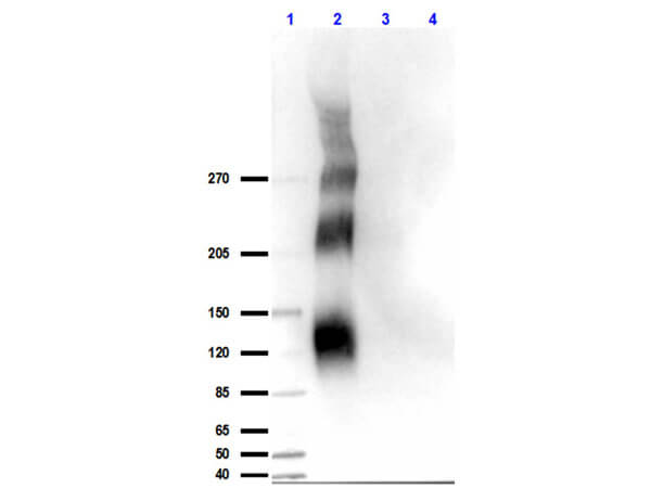 Western Blot of Anti-DNA Pkcs pT609 Antibody.