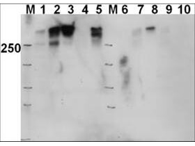 Anti-DNAPKcs Antibody - Western Blot