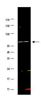 Anti-FANCG antibody - Western Blot