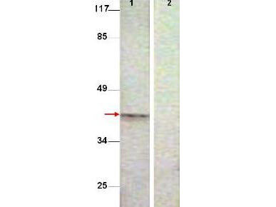 Anti-Aurora B pT232 antibody - Western Blot