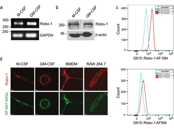 Immunofluorescence using ROBO1