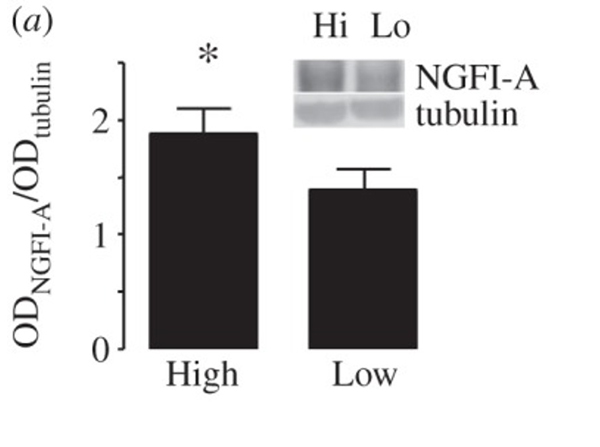 Western Blot using EGR1