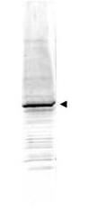 Anti-EGR-1 Antibody - Western Blot