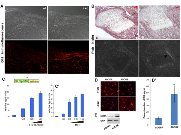 Immunofluorescence using Gli2