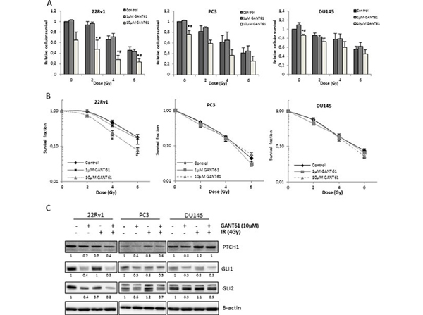 Western Blot using Gli2