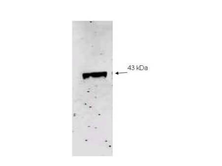 Anti-Neu2 Antibody - Western Blot