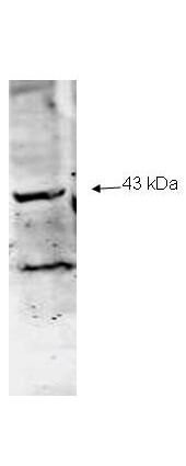 Anti-Neu2 Antibody - Western Blot