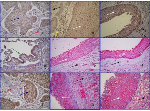 Immunohistochemistry using Delta1